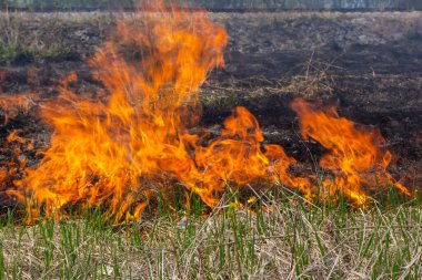 Burning old dry grass. Tongues red flame and burning dry yellowed grass in smoke.