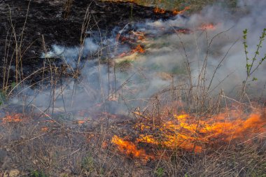 Kuru otları yakıyorum. Diller kırmızı alev ve yanan kuru sarı çimenler duman içinde.