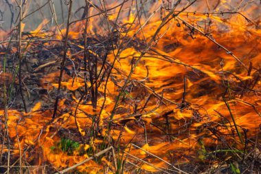 Kuru otları yakıyorum. Diller kırmızı alev ve yanan kuru sarı çimenler duman içinde.