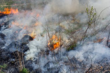 Bahçede eski kuru otları yakmak. Tarlada yanan kuru otlar. Orman yangını. Sakal tarlası çiftçiler tarafından yakılıyor. Sahada yangın.