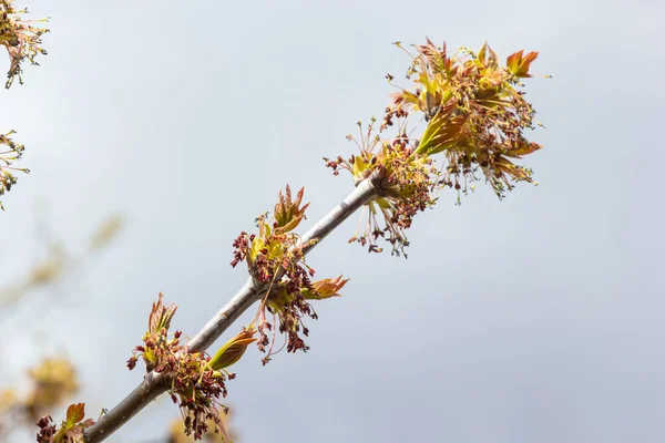 Box Elder, Acer negundo, blossom. Box Elder inflorescence in spring. Close-up.