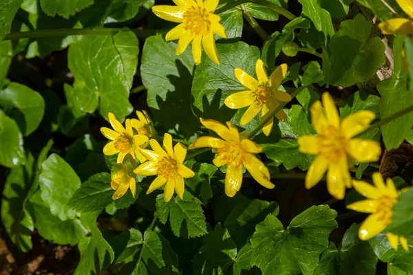 Heldere Gele Bloemen Van Ficaria Verna Tegen Een Achtergrond Van — Stockfoto