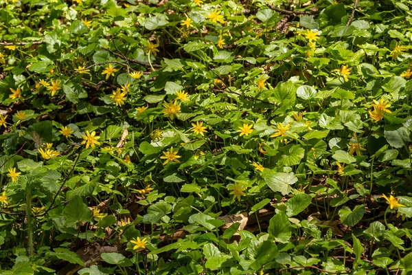 Ficaria verna 'nın parlak sarı çiçekleri baharın başlarında yeşil yaprakların arka planına karşı.