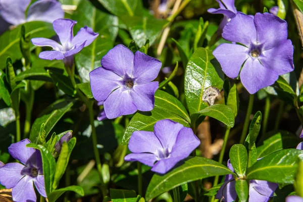 Beautiful Purple Flowers Vinca Background Green Leaves Vinca Minor Small — Stock Photo, Image