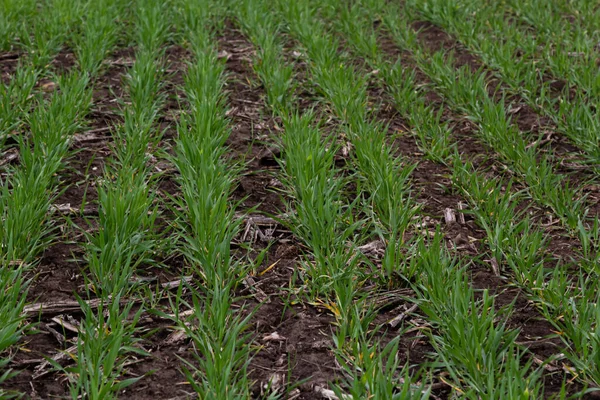緑の若芽の列 農業の概念 小麦やライ麦畑を植え — ストック写真