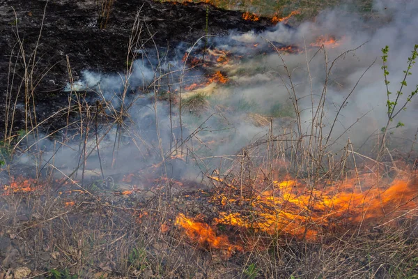 Kuru otları yakıyorum. Diller kırmızı alev ve yanan kuru sarı çimenler duman içinde.