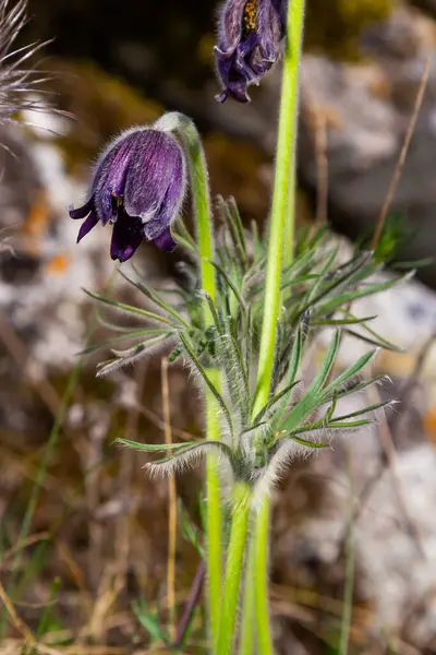 Pulsatilla Patens Pulsatilla Paasbloem Weide Pulsatilla Pratensis Bloeit Pluizig Paars — Stockfoto