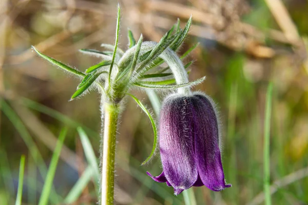 Pulsatilla Patens Pulsatilla Paasbloem Weide Pulsatilla Pratensis Bloeit Pluizig Paars — Stockfoto