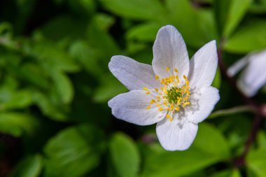 Ağaçların ve mavi gökyüzünün bulanık arka planına sahip beyaz çiçekler. Meşe ormanlarında güzel nemorolar çiçek açıyor. Çiçek mevsimlik duvar kâğıdı.
