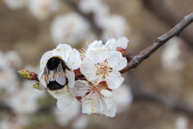 Beyaz kayısı çiçeklerinden polen toplayan sevimli küçük yaban arısı..