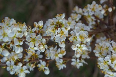 Blackthorn prunus spinosa sloe plant shrub white flower bloom blossom detail spring wild fruit.