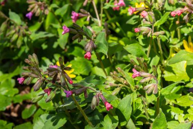 Pulmonaria officinalis ya da yaygın adıyla Ciğerotu, Mary 'nin gözyaşları ya da Meryem Ana' nın süt damlaları Pulmonaria familyasından sonsuza dek yeşil otçul bir bitki türü..