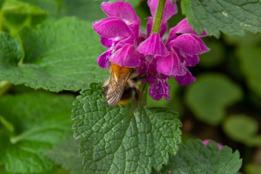 Kabarık yaban arısı yakından. Lamium maculatum çiçekleri yaban arısı dölleyen bir arka plan.