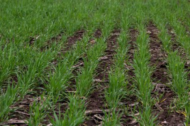 Sıra sıra yeşil filizler, tarım kavramı, buğday ya da çavdar tarlası ekimi.