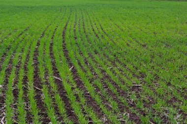 Sıra sıra yeşil filizler, tarım kavramı, buğday ya da çavdar tarlası ekimi.