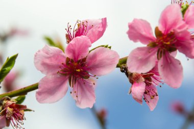 Şeftali dalları yoğun pembe çiçeklerle kaplıdır - meyve ağacının bol miktarda çiçek açması.