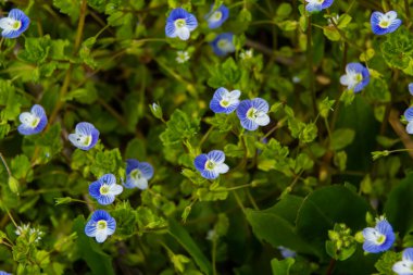 Bireye Speedwell 'in makro fotoğrafı, Veronica Persica, yumuşak doğal ışık altında..