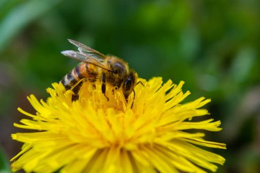 Sarı bacaklı madenci arı Andrena Flavipes 'ın sarı karahindiba çiçeği, Taraxacum officinale.