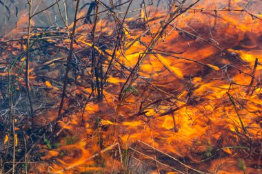 Bahçede eski kuru otları yakmak. Tarlada yanan kuru otlar. Orman yangını. Sakal tarlası çiftçiler tarafından yakılıyor. Sahada yangın.