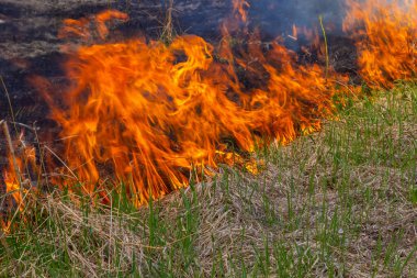 Burning old dry grass. Tongues red flame and burning dry yellowed grass in smoke.