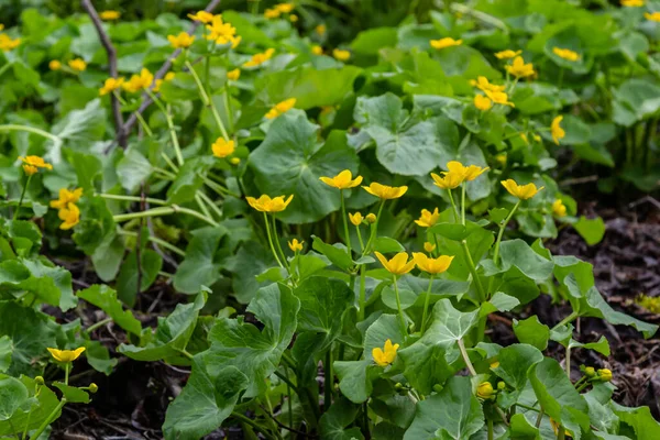 Caltha Palustris, Marsh-Marigold ya da Kingcup, ıslak ormanlık alandaki çiçekler, yabani çiçekler..