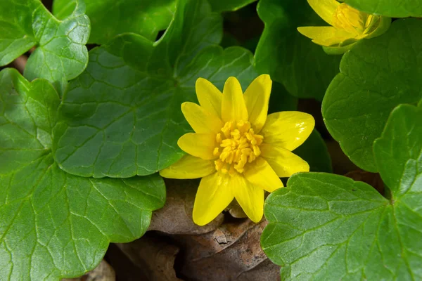 Ljusgula Blommor Ficaria Verna Mot Bakgrund Gröna Blad Tidigt Våren — Stockfoto