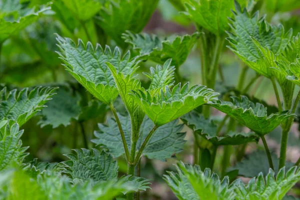 ストリングス ネットワークのブッシュ イラクサの葉 最上階だ 植物のパターン 緑のコモン ネットワーク — ストック写真