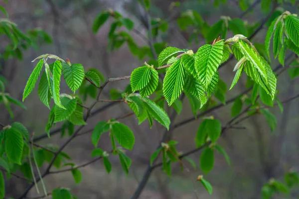 Baharda ilk yaprakları olan bir ağaç dalı. Carpinus orientalis. Yumuşak odak.