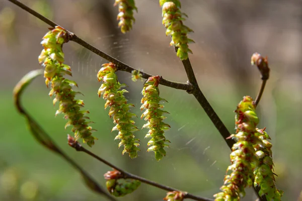 Örümcek ağında küçük bir örümcek, boynuz direğinde bir çiçekle. İlkbahar, doğal ortamda