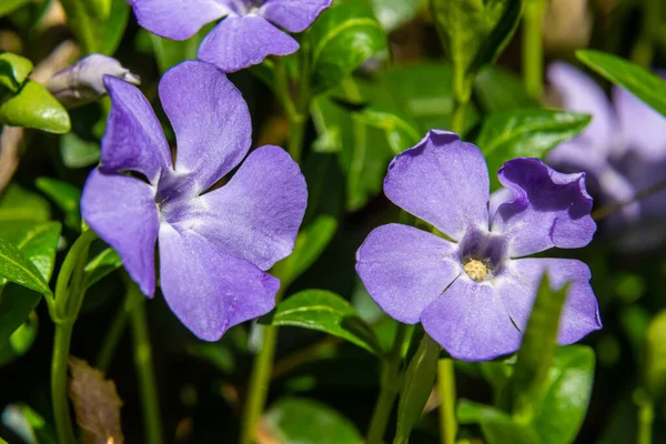 Beautiful Purple Flowers Vinca Background Green Leaves Vinca Minor Small — Stock Photo, Image