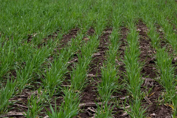 Sıra sıra yeşil filizler, tarım kavramı, buğday ya da çavdar tarlası ekimi.