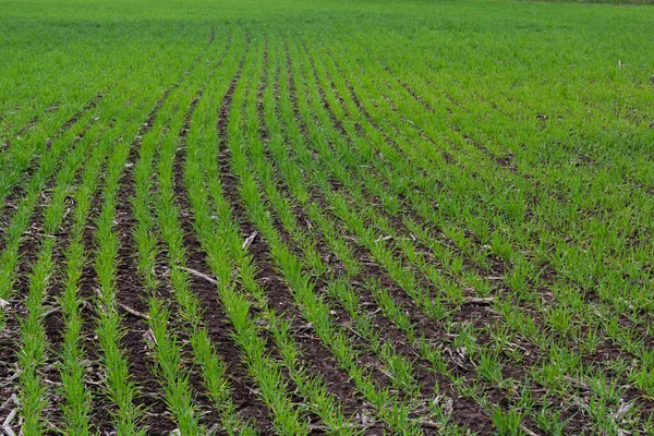 Sıra sıra yeşil filizler, tarım kavramı, buğday ya da çavdar tarlası ekimi.