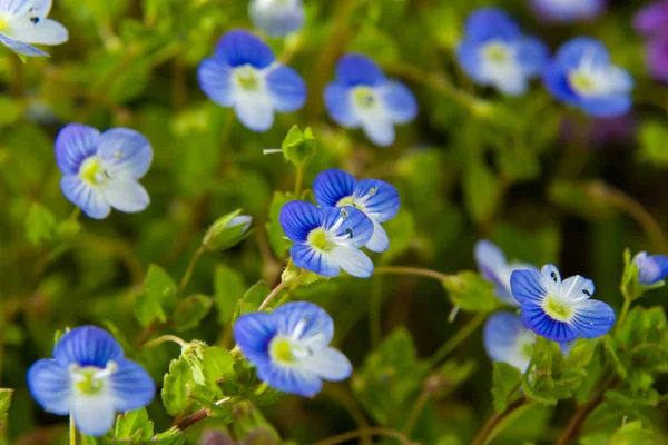 Bireye Speedwell 'in makro fotoğrafı, Veronica Persica, yumuşak doğal ışık altında..