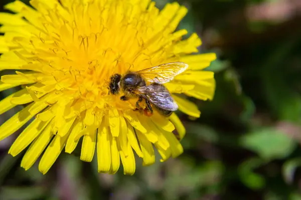 Sarı bacaklı madenci arı Andrena Flavipes 'ın sarı karahindiba çiçeği, Taraxacum officinale.