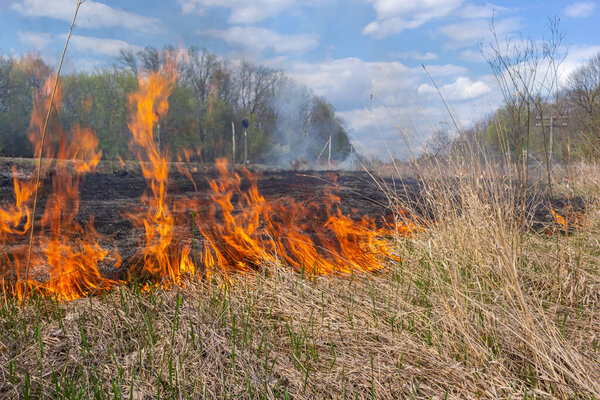 Burning old dry grass. Tongues red flame and burning dry yellowed grass in smoke.