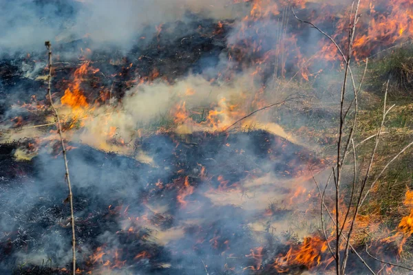 Kuru otları yakıyorum. Diller kırmızı alev ve yanan kuru sarı çimenler duman içinde.