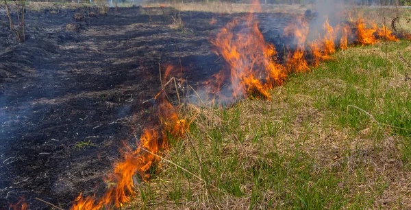 Bahçede eski kuru otları yakmak. Tarlada yanan kuru otlar. Orman yangını. Sakal tarlası çiftçiler tarafından yakılıyor. Sahada yangın.