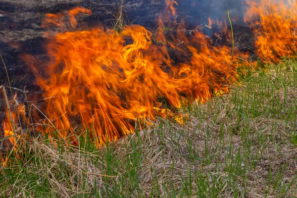 Altes Trockenes Gras Verbrennen Zungenrote Flamme Und Brennendes Trockenes Vergilbtes — Stockfoto