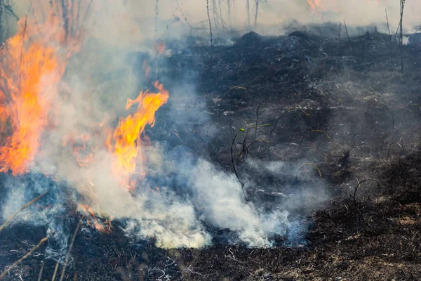 Kuru otları yakıyorum. Diller kırmızı alev ve yanan kuru sarı çimenler duman içinde.