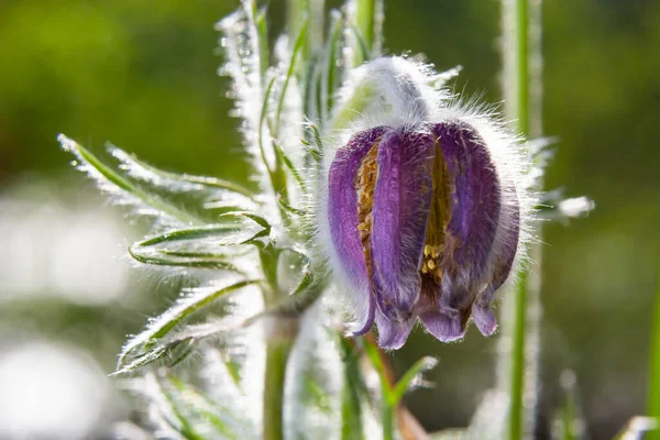 Pasqueflower. Latince Pulsatilla pratensis 'te çiçek açan çayırda küçük pask çiçeğinden güzel bir çiçek.