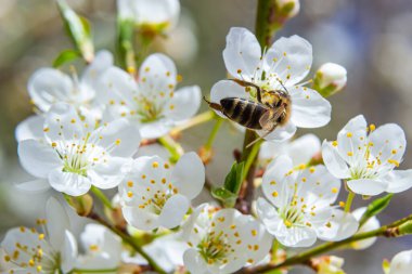 Kafkas eriği çiçekli bal arısı. Prunus cerasifera var.divaricata.