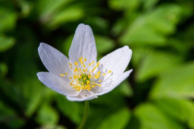 Ağaçların ve mavi gökyüzünün bulanık arka planına sahip beyaz çiçekler. Meşe ormanlarında güzel nemorolar çiçek açıyor. Çiçek mevsimlik duvar kâğıdı.