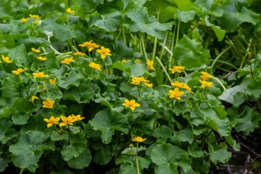 Caltha Palustris, Marsh-Marigold ya da Kingcup, ıslak ormanlık alandaki çiçekler, yabani çiçekler..