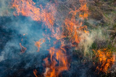 Bahçede eski kuru otları yakmak. Tarlada yanan kuru otlar. Orman yangını. Sakal tarlası çiftçiler tarafından yakılıyor. Sahada yangın.