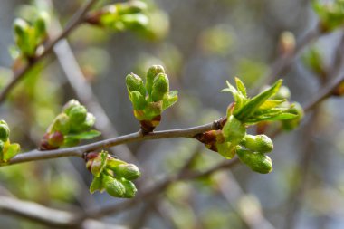 Bahar bahçesinde çiçek açan kiraz ağacı. Ağaçtaki beyaz çiçekleri kapat. Bahar arkaplanı.