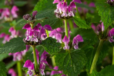 Benekli, ölü lamium maculatum pembe çiçekleri. Lamium maculatum çiçekleri yakın çekim.