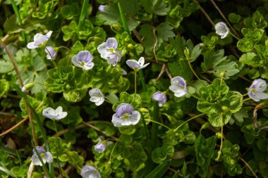 Macro photography of birdeye speedwell, veronica persica, at soft natural light.
