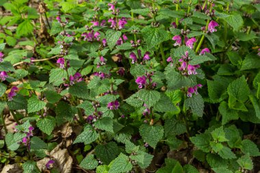Çiçekli Lamium maculatum Roseum, benekli tavşan, benekli ölü ısırgan otu, mor ejderha.