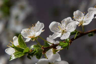 Prunus cerasus çiçek açan ağaç çiçekleri, bir grup güzel beyaz yaprak tart kiraz çiçekleri güneş ışığında mavi gökyüzüne karşı çiçek açtılar..