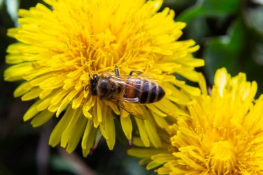 Çayırdaki sarı karahindiba çiçekli küçük beyaz tüylü yabani arıya yaklaş..